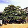 岐阜県北方町の木　もちのき