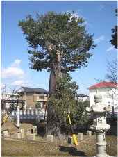 青空の下朝日神社の境内に聳え立つ大きなクロガネモチの木の写真