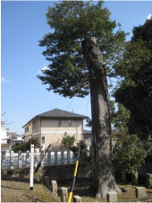 朝日神社のクロガネモチの木の南側側面を青空のした木全体を写すように撮影した写真