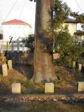 複数の長方形の石で柵をつくり囲んでいる朝日神社のクロガネモチの木の根元が夕日の光で赤く照らされている写真
