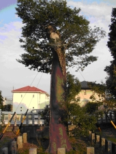 朝日神社のクロガネモチの木の樹勢を回復するために四方からワイヤーで樹を引っ張っている写真