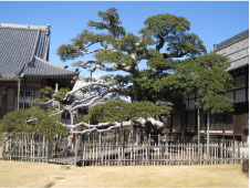 青空の下瓦屋根の趣のある建物に囲まれて、空へとのびのび伸びている様子の円鏡寺クロガネモチの木の写真