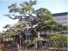 瓦屋根の趣のある家屋の脇に空に向かって伸びている円鏡寺クロガネモチの木右側の写真
