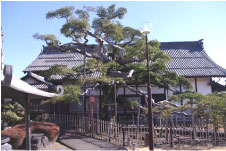 整備された小道の脇の木のフェンスで囲まれた場所で空に伸びている様子の円鏡寺クロガネモチの木の写真