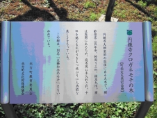 円鏡寺クロガネモチの木の案内板のアップの写真