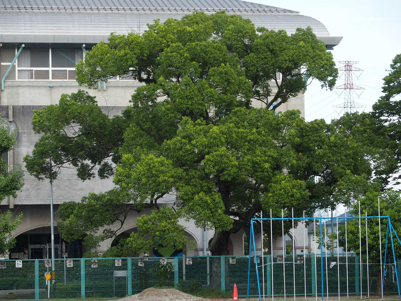 白い壁の建物の前にクスノキが建っている写真