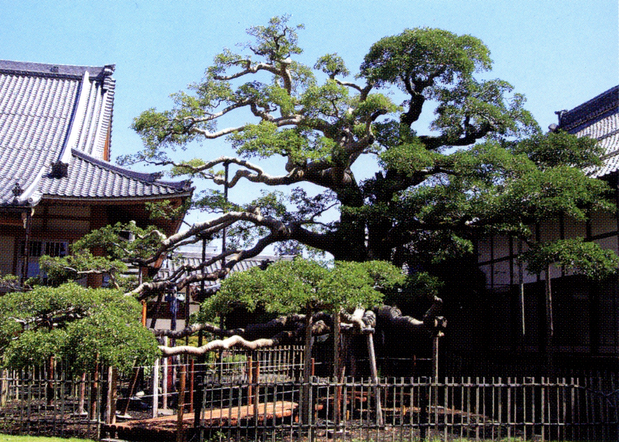 瓦屋根の趣のある建物に囲まれた庭園に策で囲まれている一角に植わっているクロガネモチの木の写真