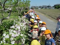 道端の花と一緒に記念撮影をしている園児たちの写真