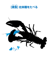 在来種を食べるアメリカザリガニの画像