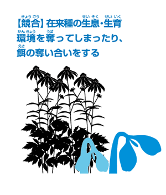 在来種の育成を奪うオオキンケイギクの画像