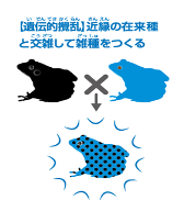 遺伝子攪乱を招くウシガエルの画像