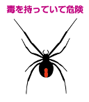 毒を持つセアカゴケグモの画像