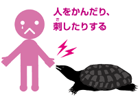 人を噛んだり刺したりするカミツキガメの画像