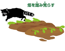 畑を踏み荒らすアライグマの画像