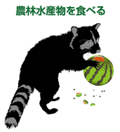 農林水産物を食べるアライグマの画像