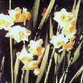岐阜県北方町の花のすいせんの写真。白い花が咲いている。