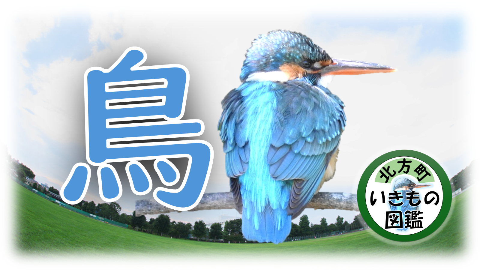青い鳥の写真に「鳥」と書かれている画像