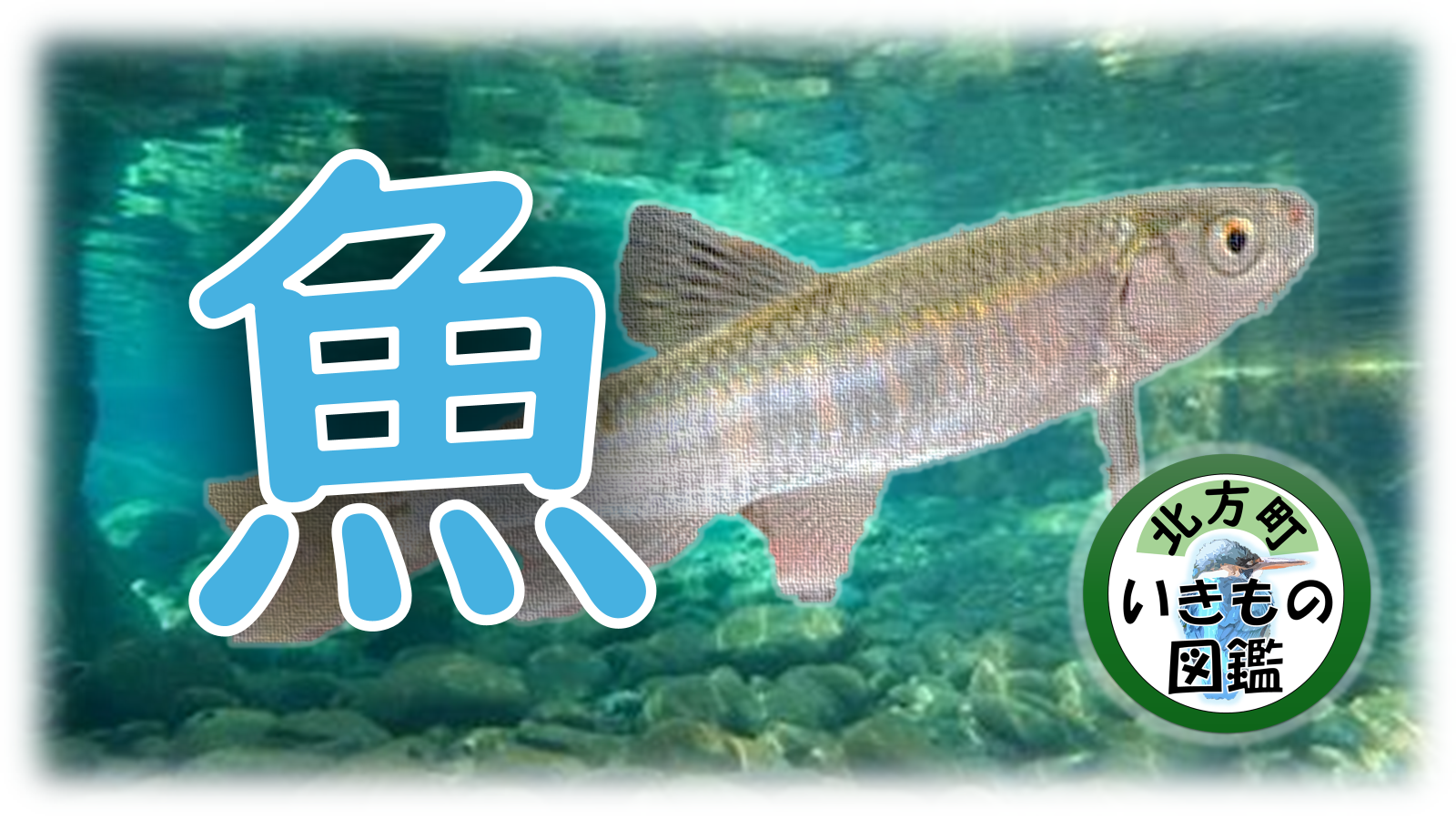 魚の写真に「魚」と書かれている画像