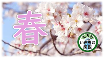 桜の写真に「春」と書かれている画像
