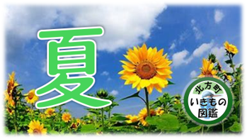 ひわまりの写真に「夏」と書かれている画像