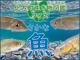 魚の写真に「北方町生き物図鑑クイズ 魚」と書かれている画像