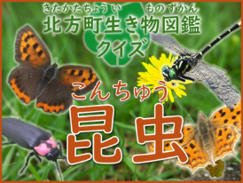 昆虫の写真に「北方町生き物図鑑クイズ 昆虫」と書かれている画像