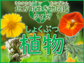 植物の写真に「北方町生き物図鑑クイズ 植物」と書かれている画像